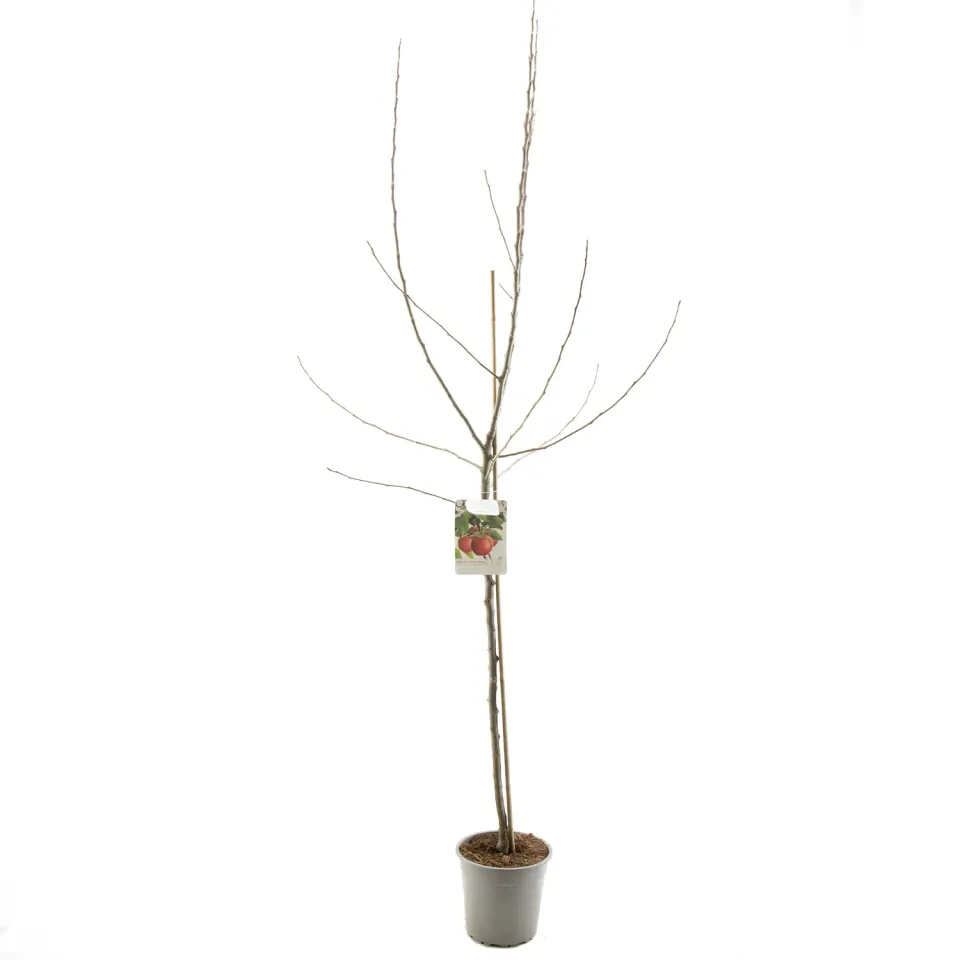 Tuincentrum Heerdink Malus Rode Jonathan handappel appelboom