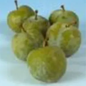 Prunus Reine Claude Verte pruimenboom zoet