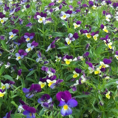 The Natural World Viola Tricolor plant P9 eetbaar