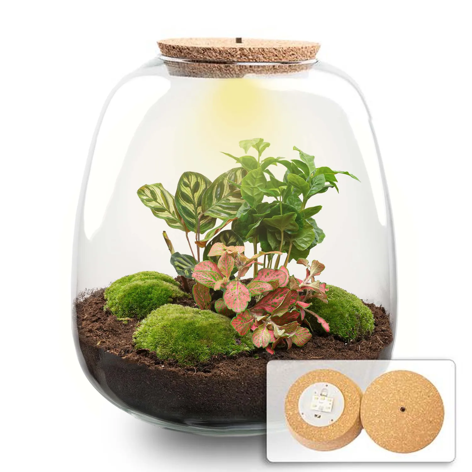 Urbanjungl Emma Coffea Red terrarium met licht Ø 23 cm
