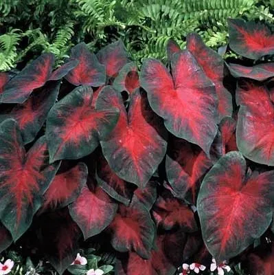 The Natural World Caladium Postman Joyner kamerplant bladplant