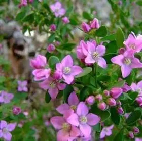 The Natural World Boronia crenulata plant roze geurend