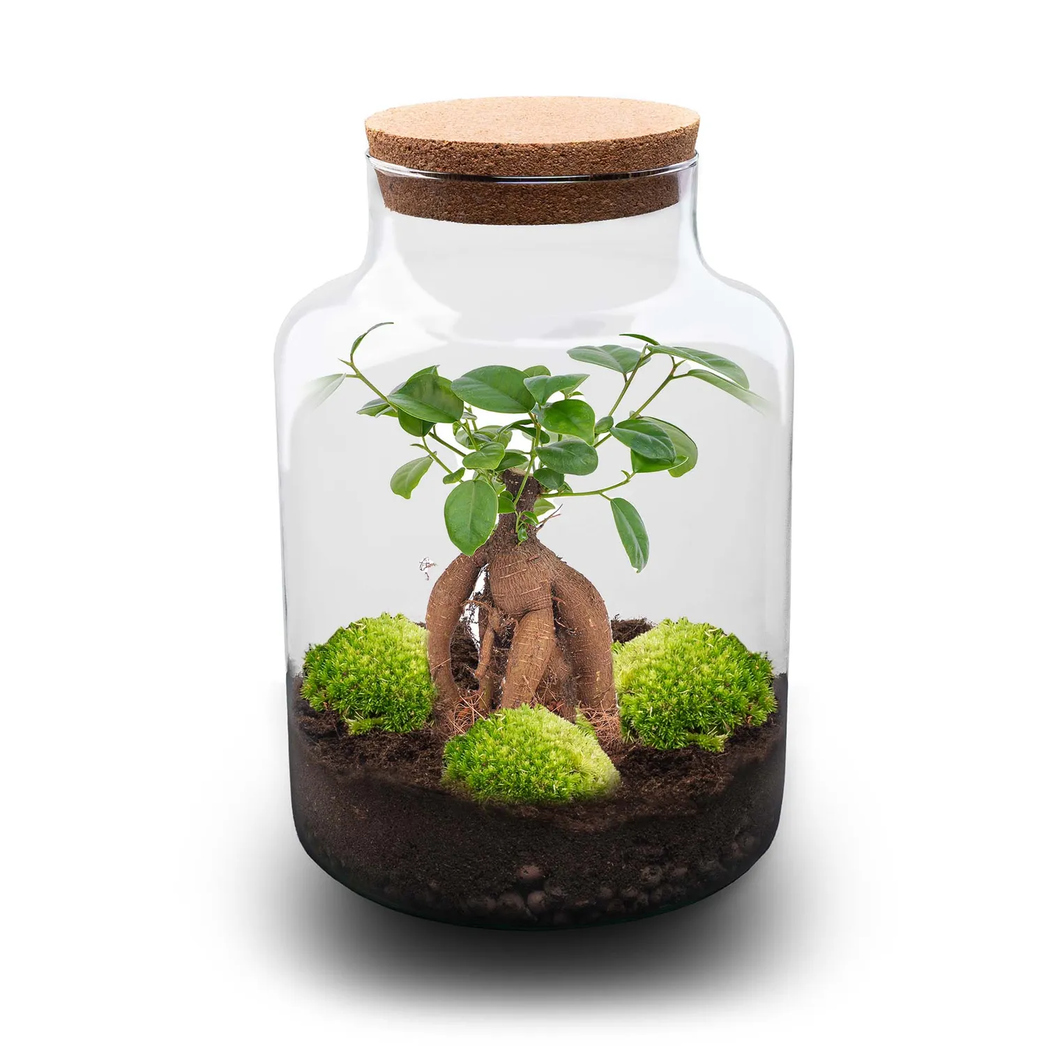 Urbanjungl Milky Bonsai terrarium met licht Ø 21 cm kit