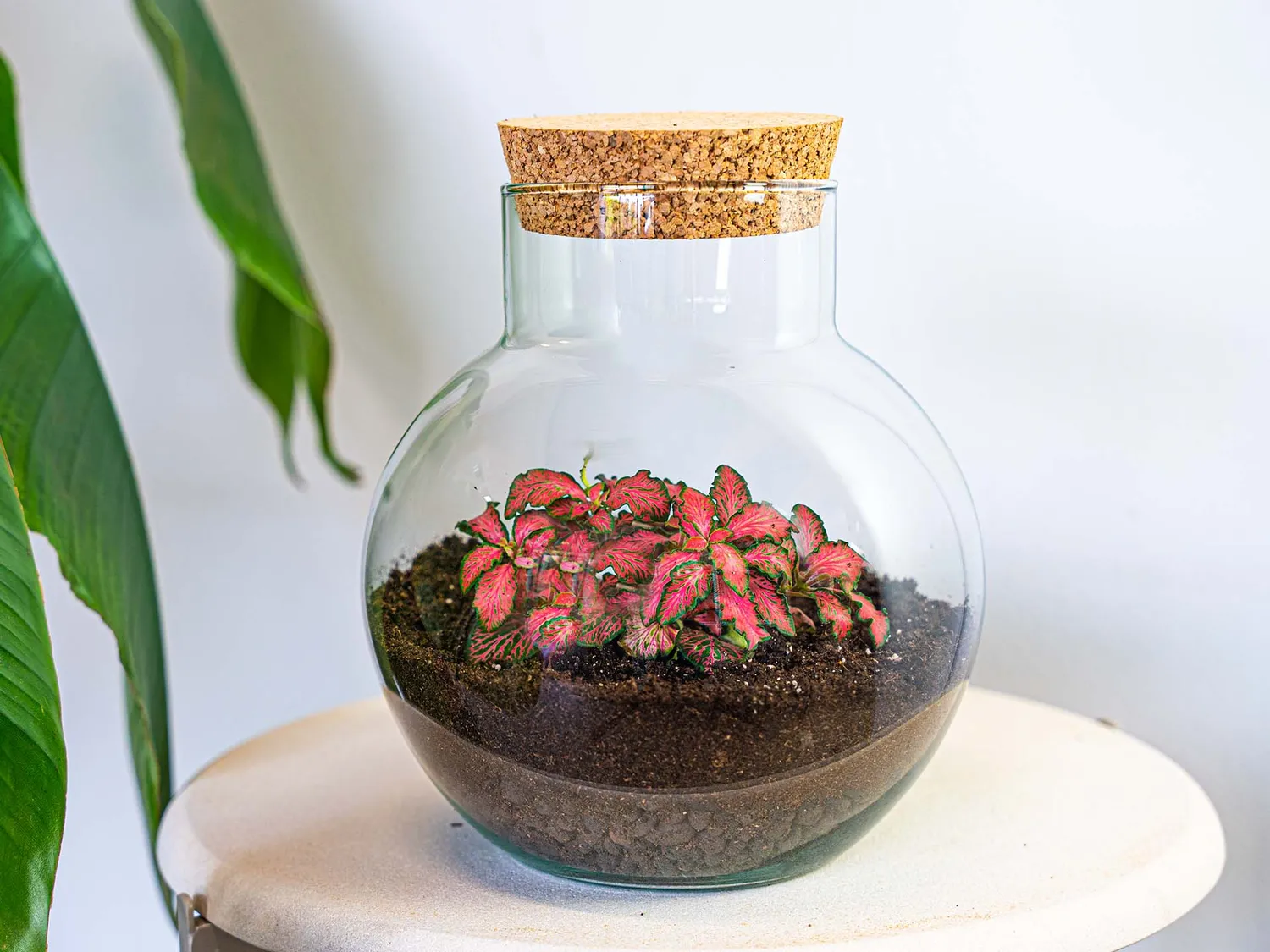 Urbanjungl Noah Fittonia Pink Tiger terrarium Ø 18,5 cm kit