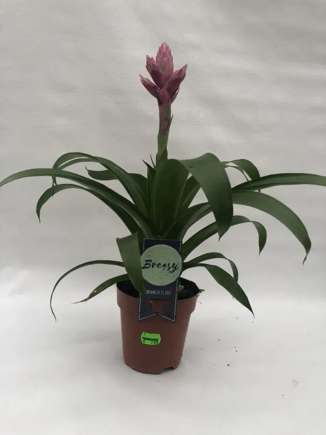 Tuincentrum Heerdink Guzmania Candy bromelia rood