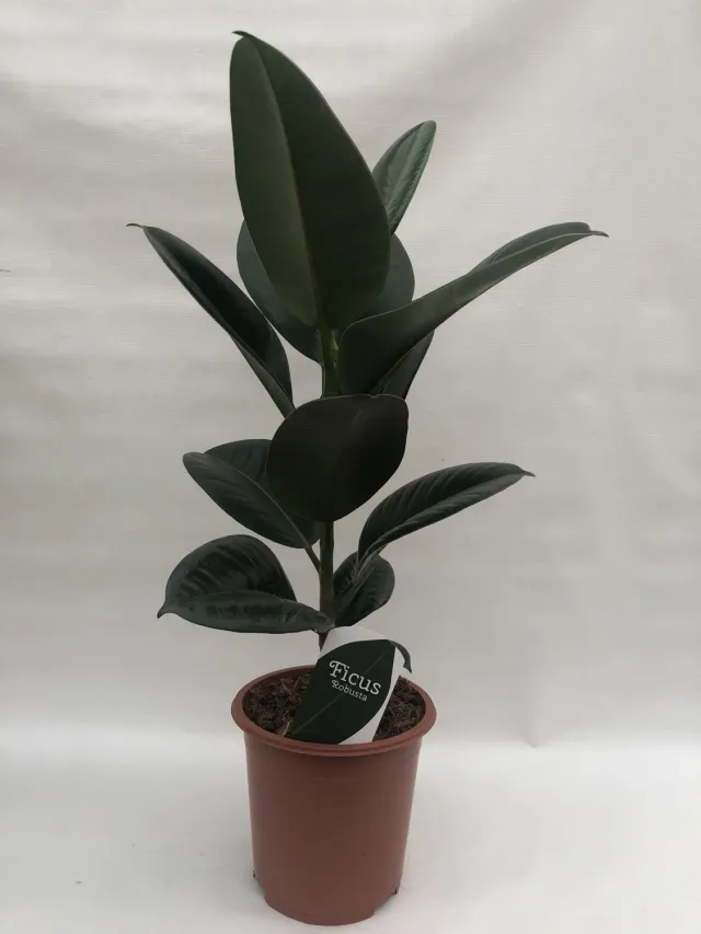 Ficus elastica Robusta rubberboom 60 cm