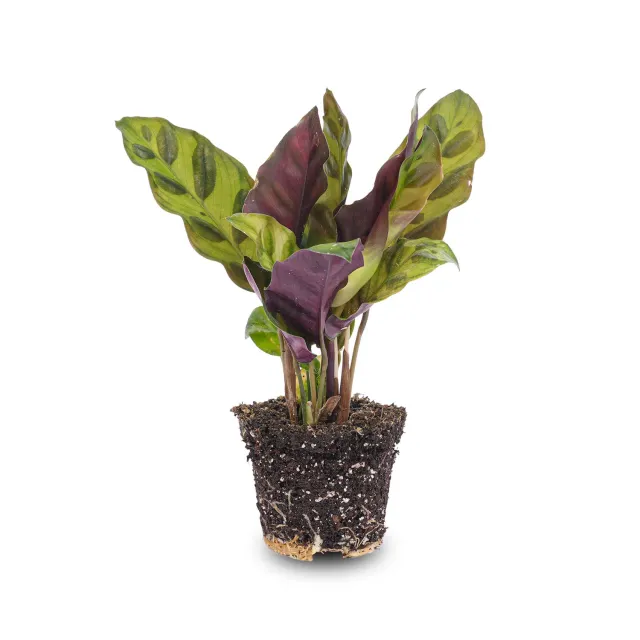 Urbanjungl Calathea Lancifolia terrariumplant pot 6 groen