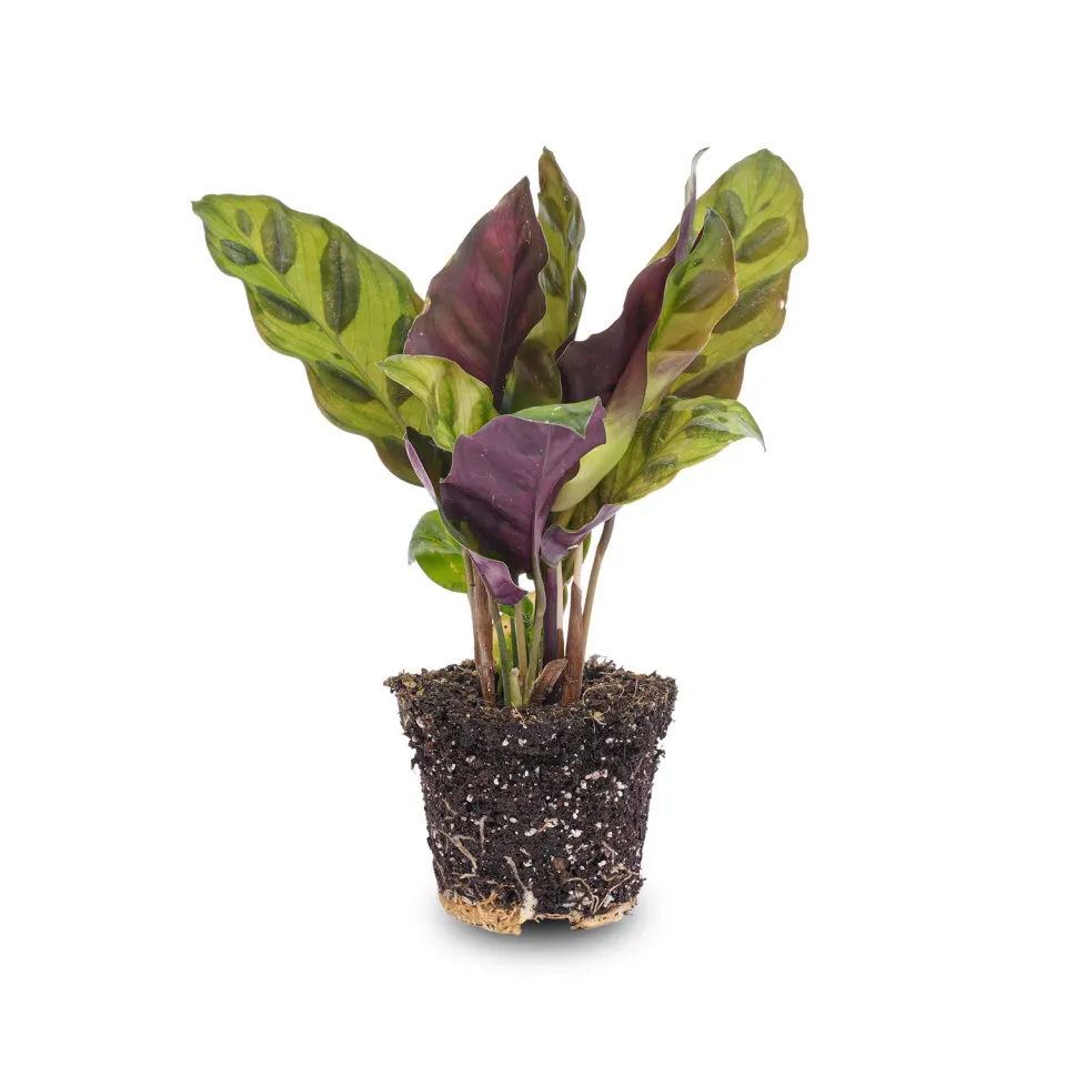 Urbanjungl Calathea Lancifolia terrariumplant pot 6 groen