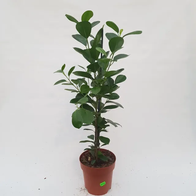 Tuincentrum Heerdink Ficus microcarpa Moclame kamervijg 70 cm