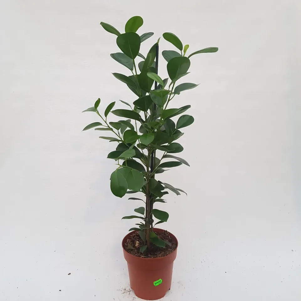 Tuincentrum Heerdink Ficus microcarpa Moclame kamervijg 70 cm