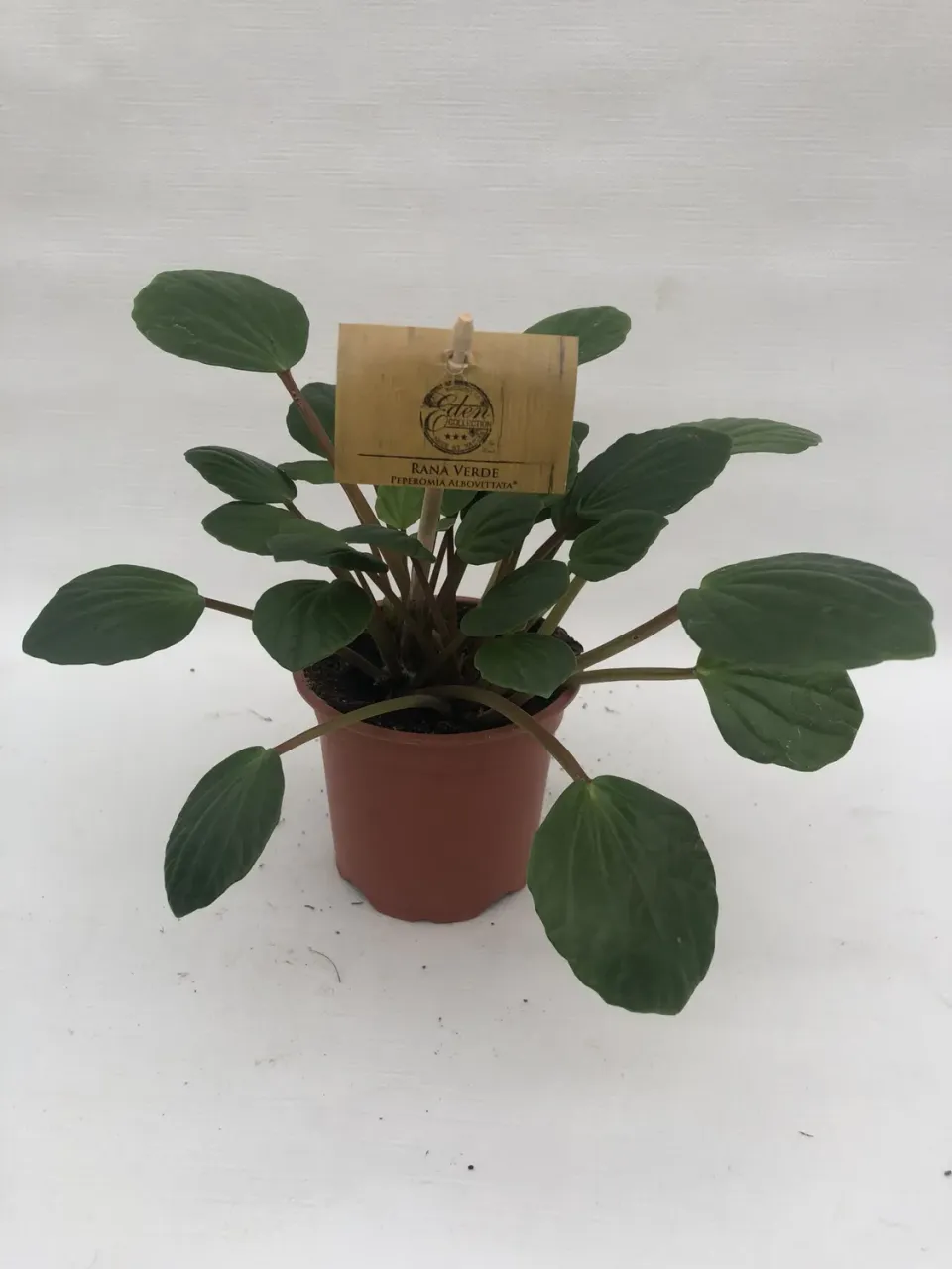 Tuincentrum Heerdink Peperomia Rana Verde kamerplant geribbeld