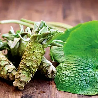 The Natural World Eutrema japonicum wasabiplant vers