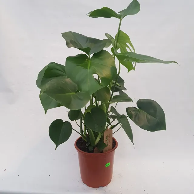 Tuincentrum Heerdink Monstera Deliciosa Gatenplant 70 cm Groot