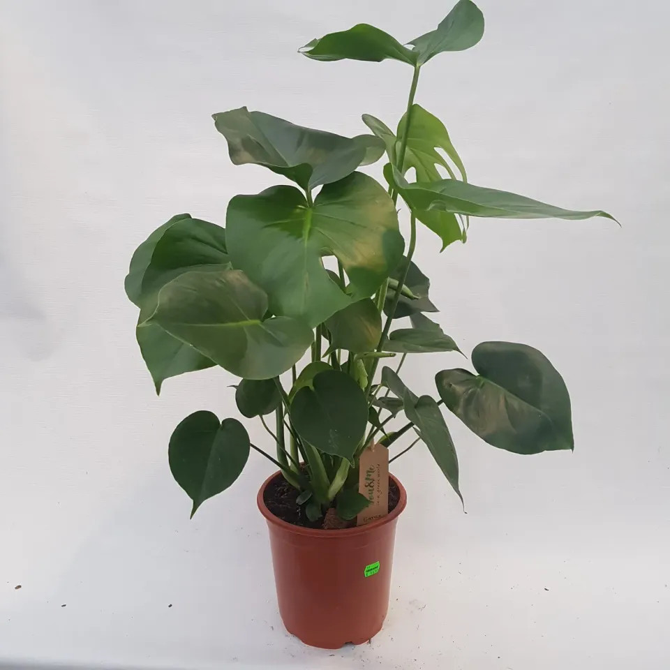 Tuincentrum Heerdink Monstera Deliciosa Gatenplant 70 cm Groot