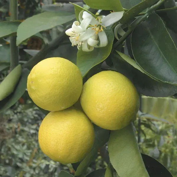 The Natural World Citrus Palestina citroenboom zoet