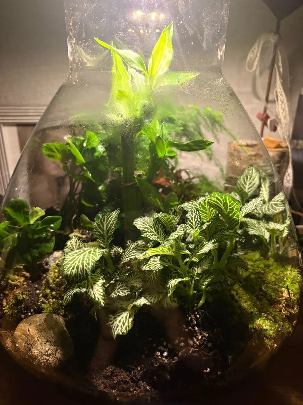 Urbanjungl Sam XL plantenterrarium DIY kit met licht 30 cm