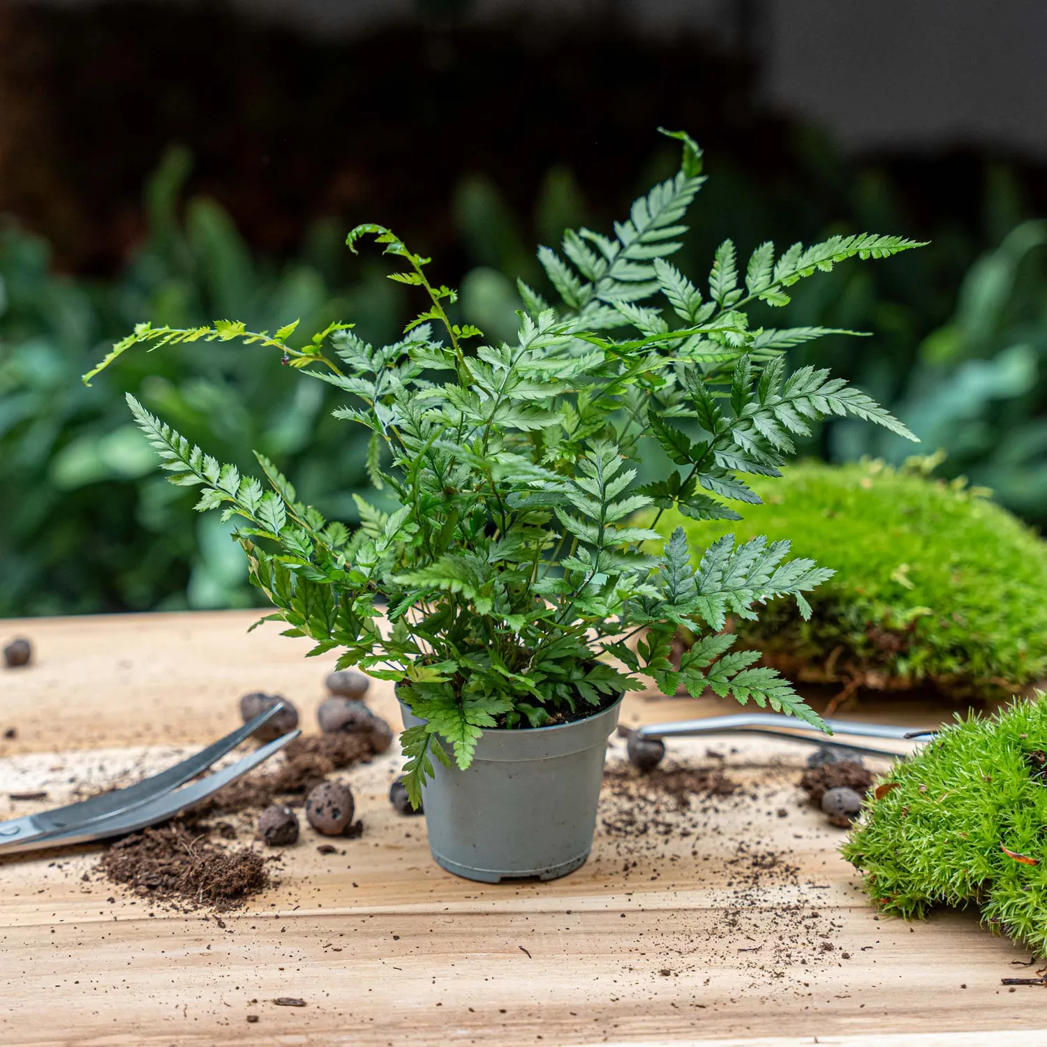 Urbanjungl Athyrium spicatum varen terrariumplant pot 6