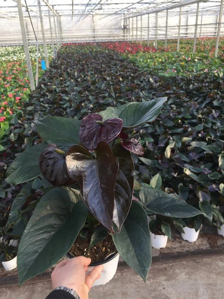 XL-Bloom YoungPlants XL.20 bloempot Paris zwart