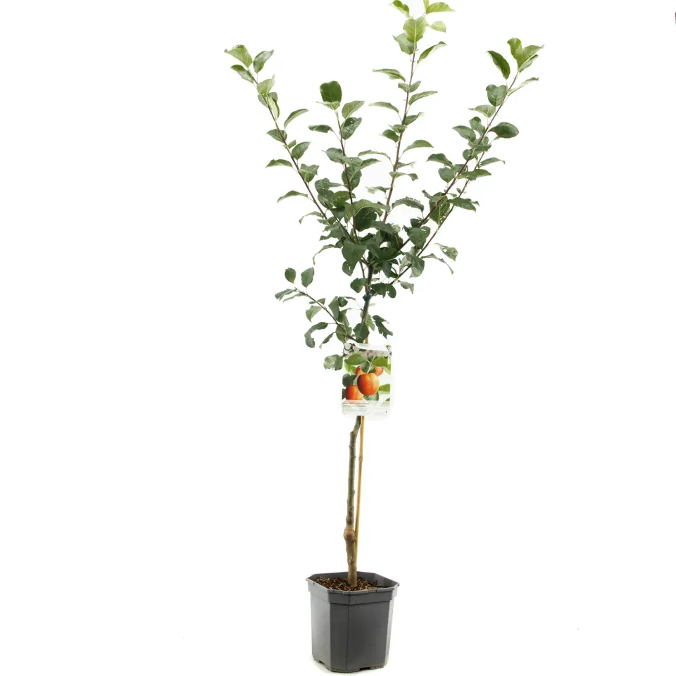 Tuincentrum Heerdink Malus Santana appelboom hypoallergeen