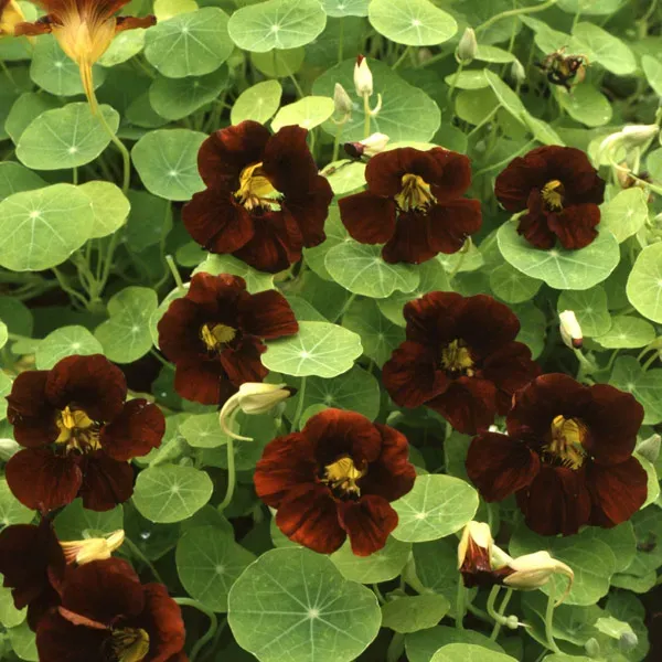 The Natural World Tropaeolum Black Velvet zaden eetbare bloem