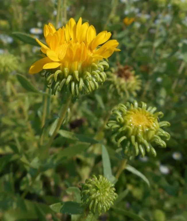 The Natural World Grindelia squarrosa plant P9 geelbloemig