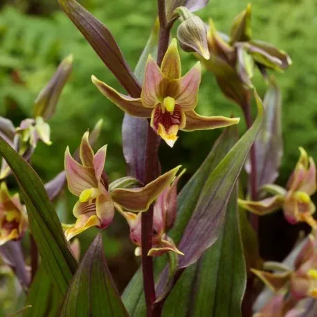 The Natural World Epipactis gigantea plant P9 winterhard