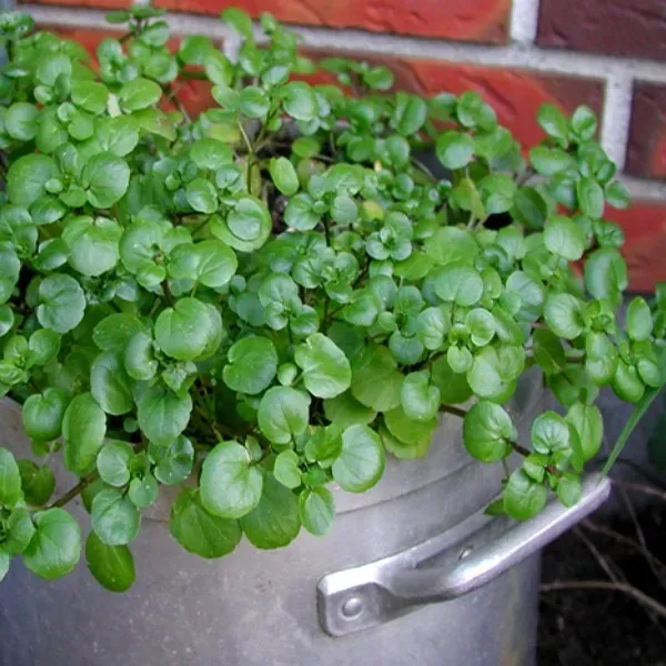 The Natural World Waterkers plant pittig eetbaar