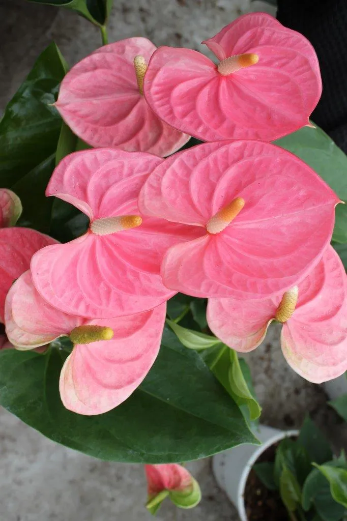 XL-Bloom YoungPlants XL.61 Sweet Leny paprikaplant zoet