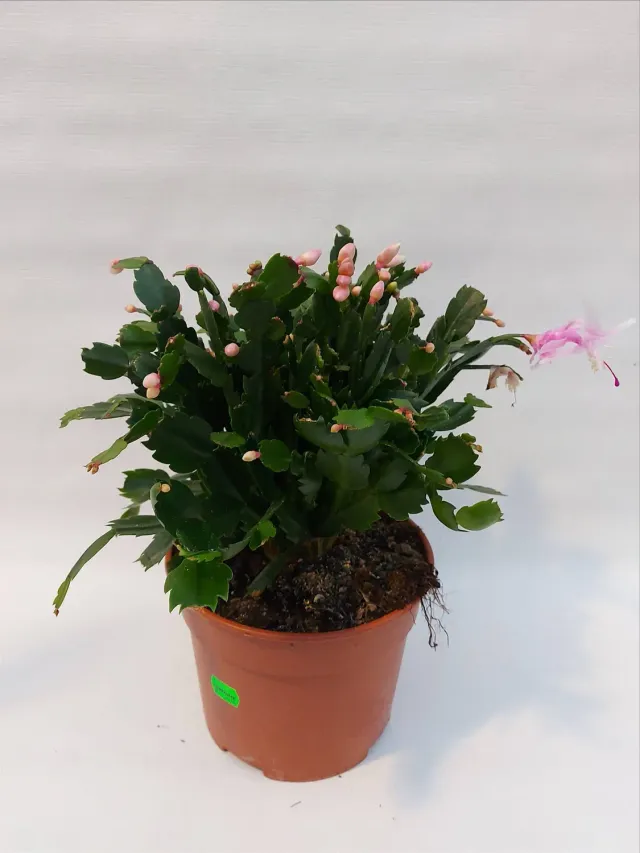 Schlumbergera truncata lidcactus bloeiende kamerplant