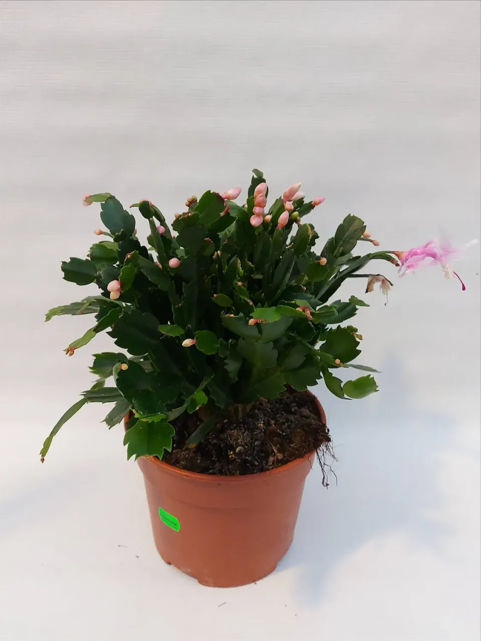 Schlumbergera truncata lidcactus bloeiende kamerplant