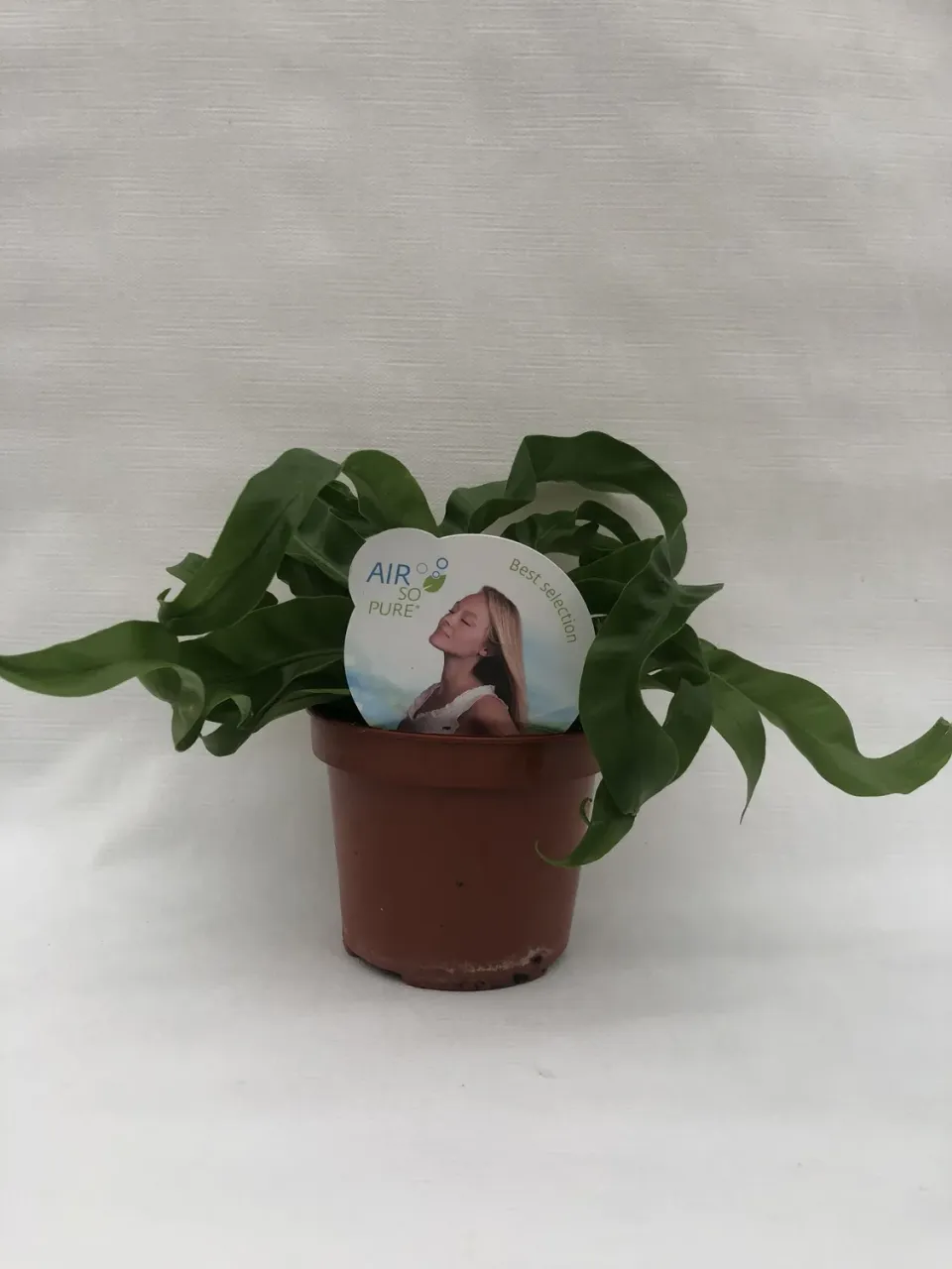 Tuincentrum Heerdink Asplenium Hurricane nestvaren groen