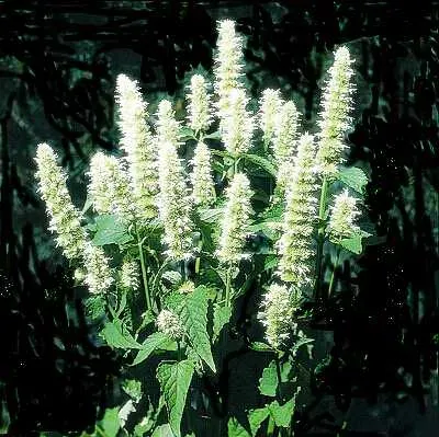 The Natural World Agastache Snow Spike plant P9 eetbaar