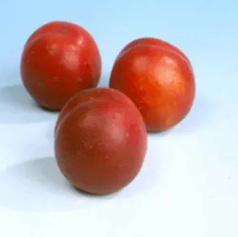 Tuincentrum Heerdink Early Blaze nectarineboom eetbaar