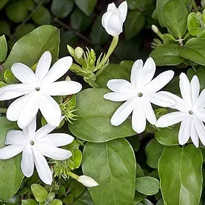 The Natural World Jasminum multiflorum jasmijn plant geurend