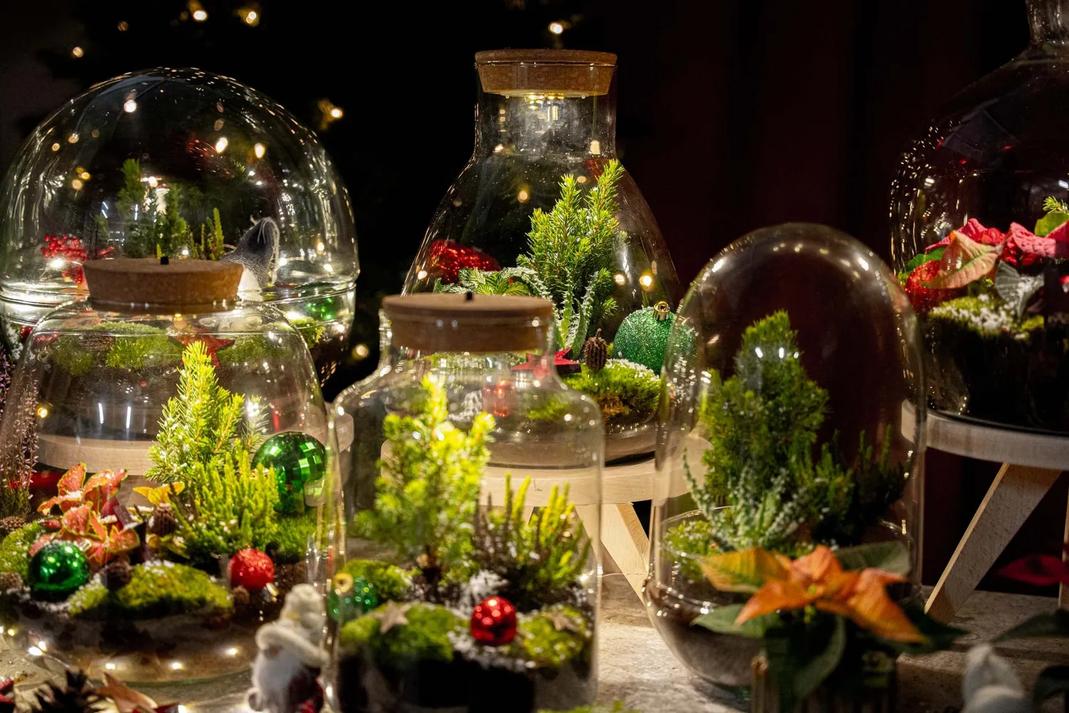 Urbanjungl Evergreen kerst terrarium DIY kit kurk