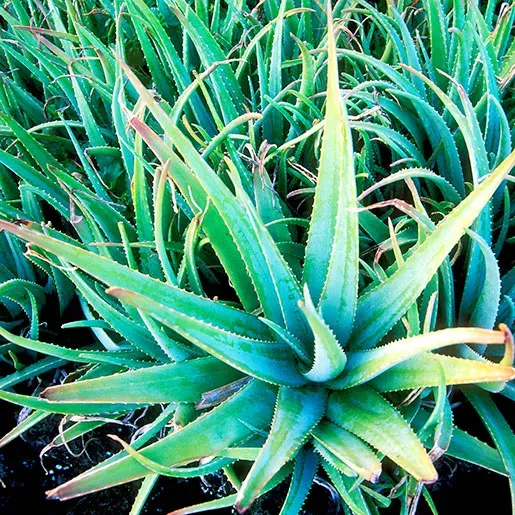 The Natural World Aloe vera vetplant voor binnen