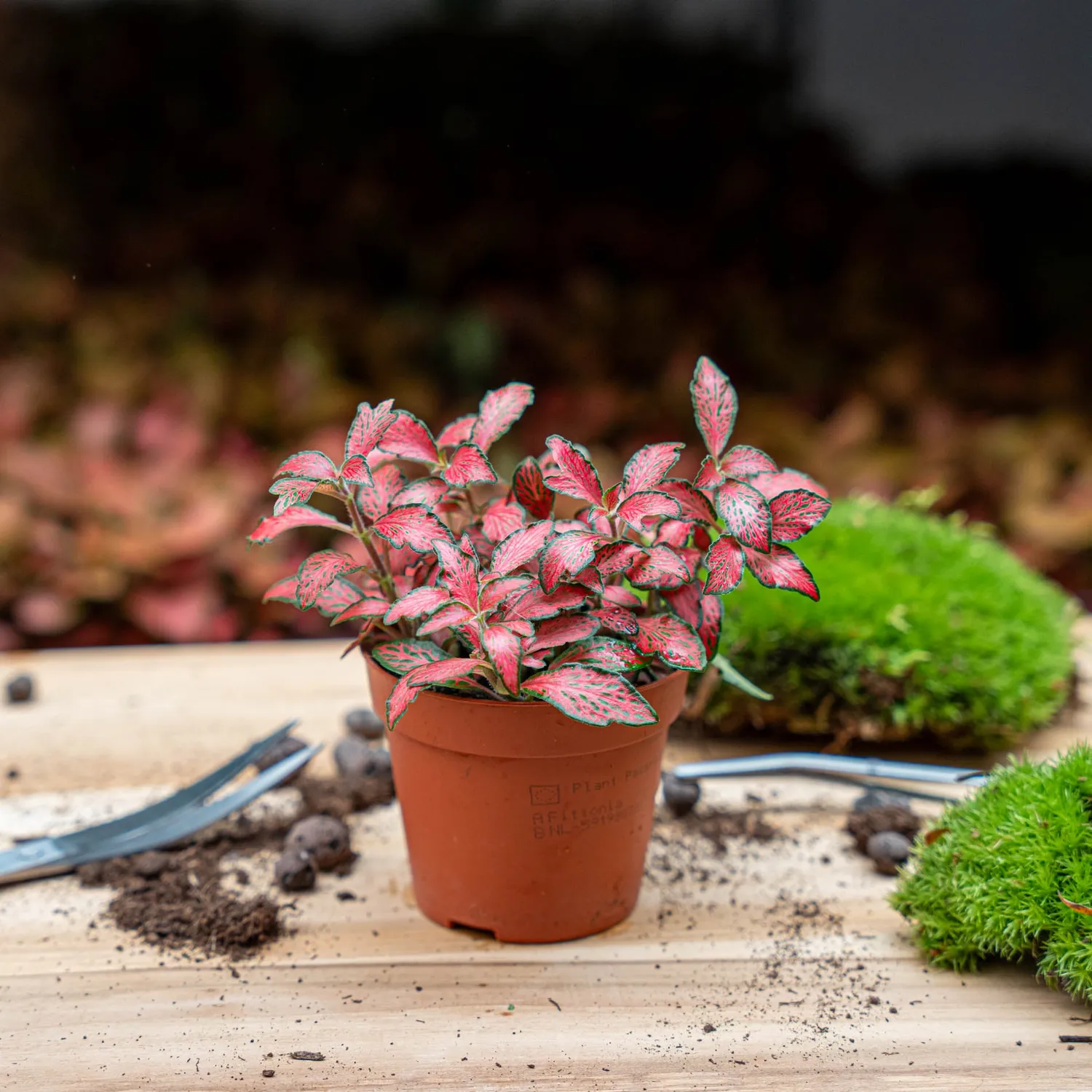 Urbanjungl Fittonia red mozaïekplant 10 cm terrariumplant