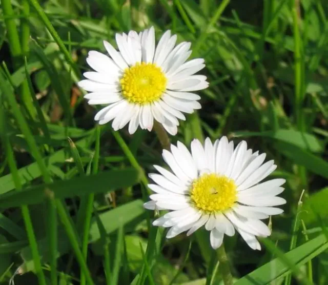 The Natural World Bellis perennis madeliefje plant P9