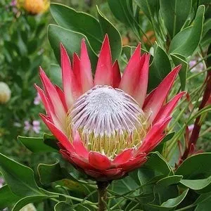 The Natural World Protea Madiba proteaplant grote bloem