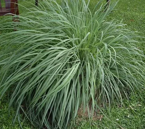 The Natural World Cymbopogon nardus citronellagras plant