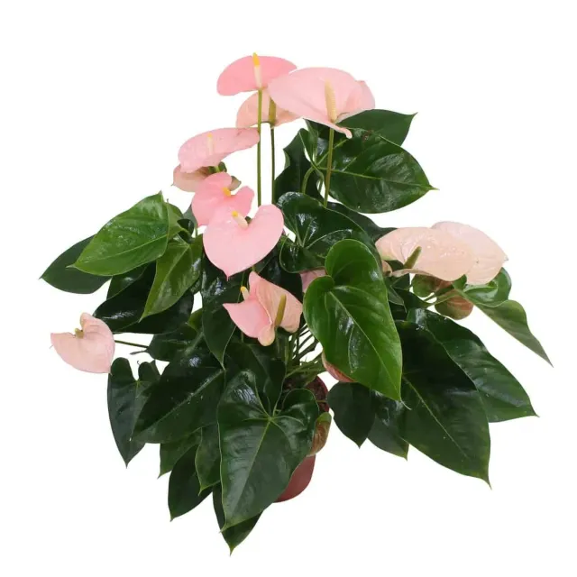 XL-Bloom YoungPlants XL.94 jonge plant Arisa Sweet zoet