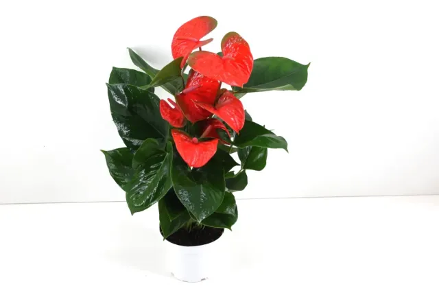 XL-Bloom YoungPlants XL.76 Flamingo Orange kamerplant oranje