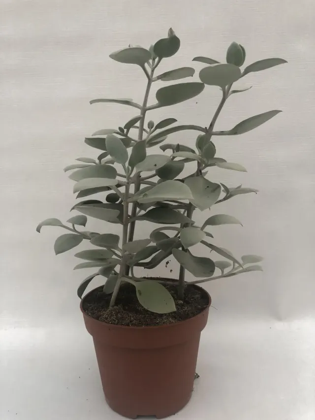 Tuincentrum Heerdink Kalanchoe hildebrandtii vetplant 30 cm grijs