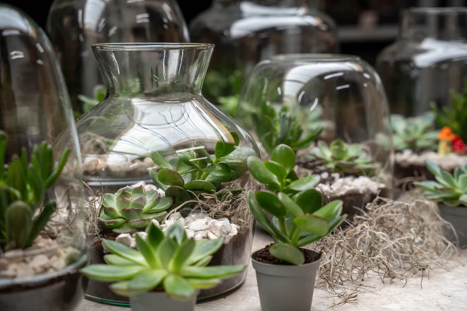 Urbanjungl Milky succulent terrarium DIY kit Ø 21 cm