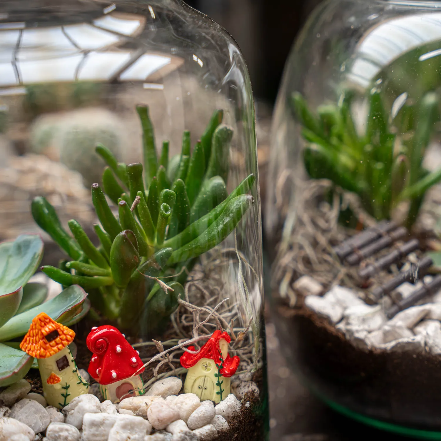 Urbanjungl Egg XL terrarium DIY kit 2 succulenten