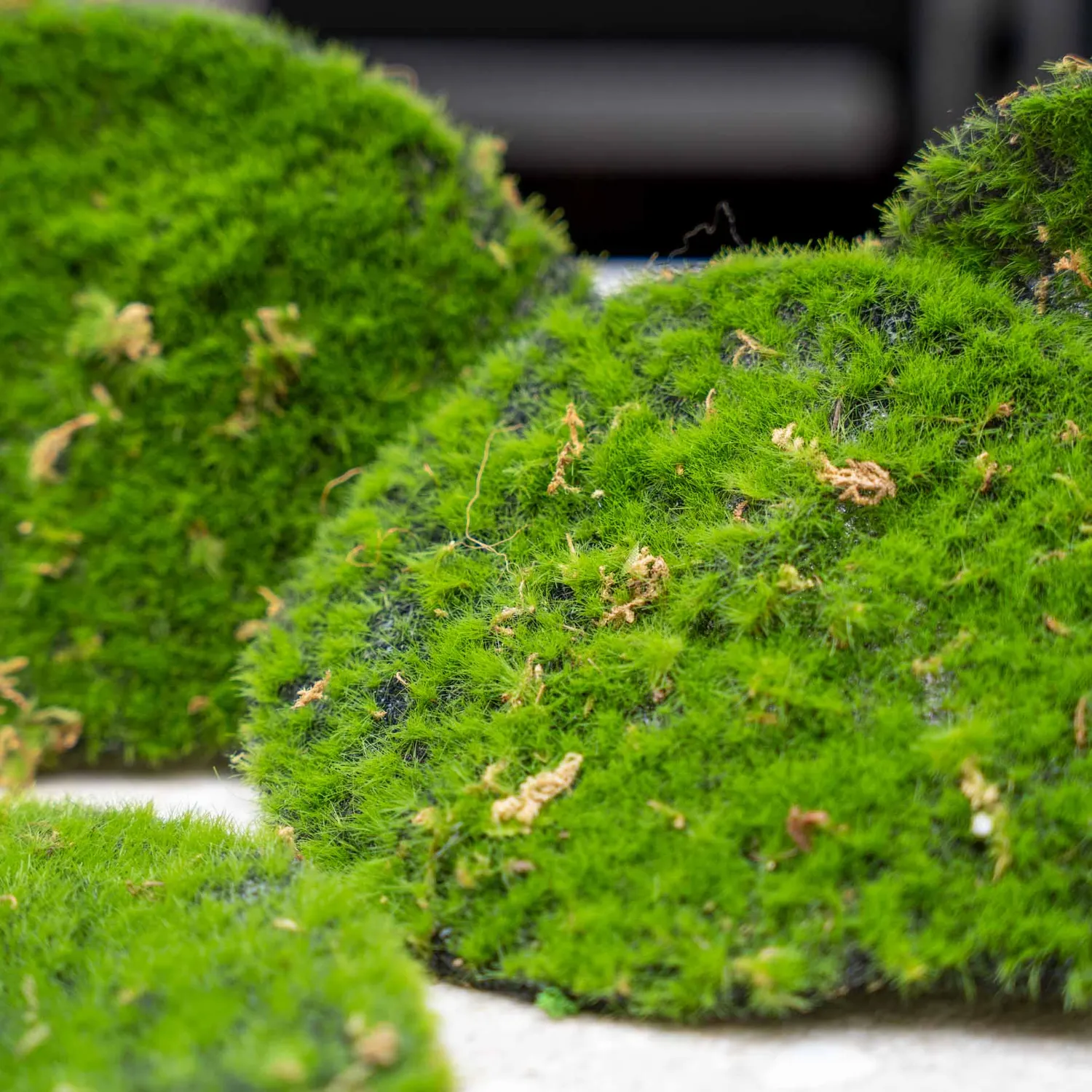 Urbanjungl Kunstmos mosplaat groen set van 4 onderhoudsvrij