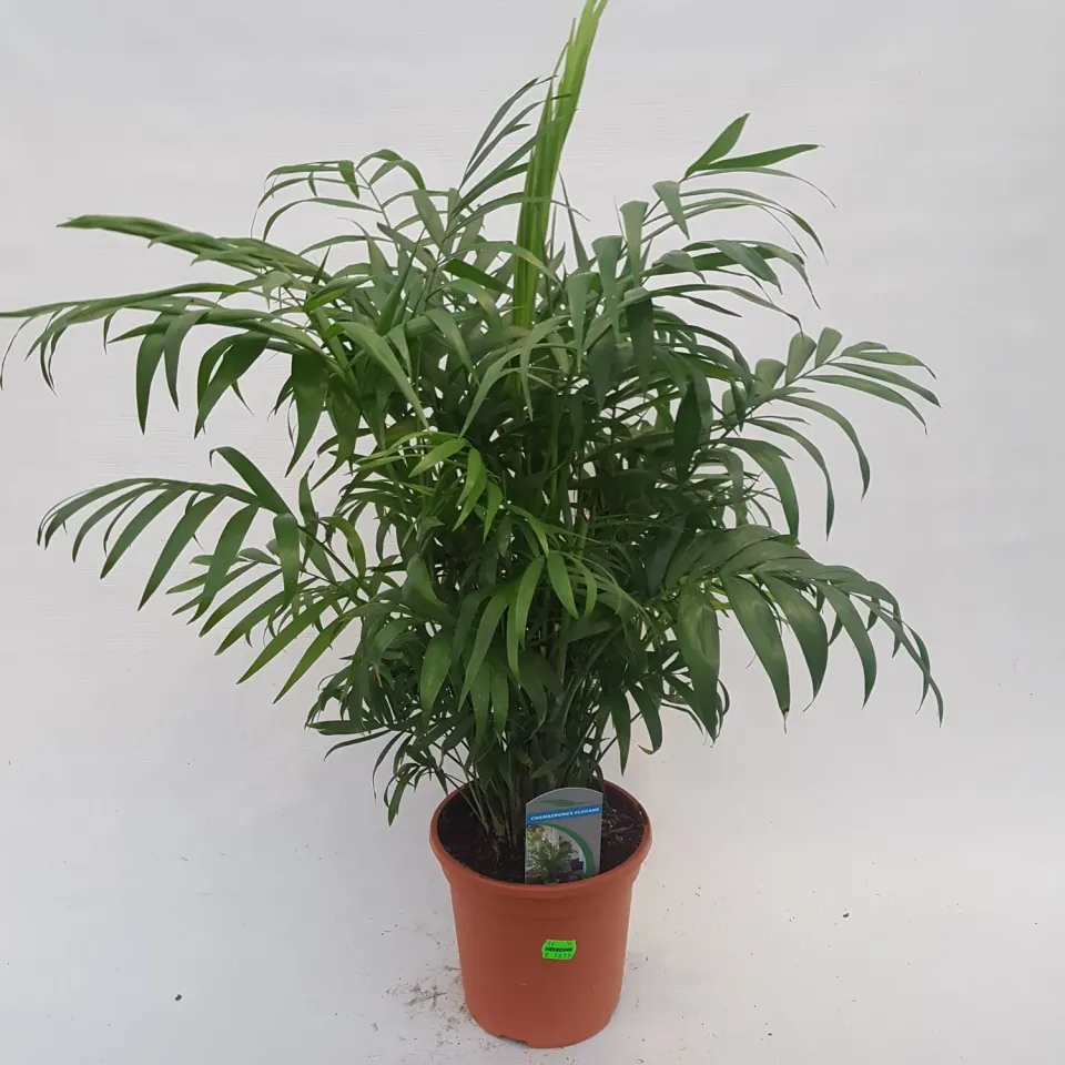 Tuincentrum Heerdink Chamaedorea elegans Bergpalm 60 cm
