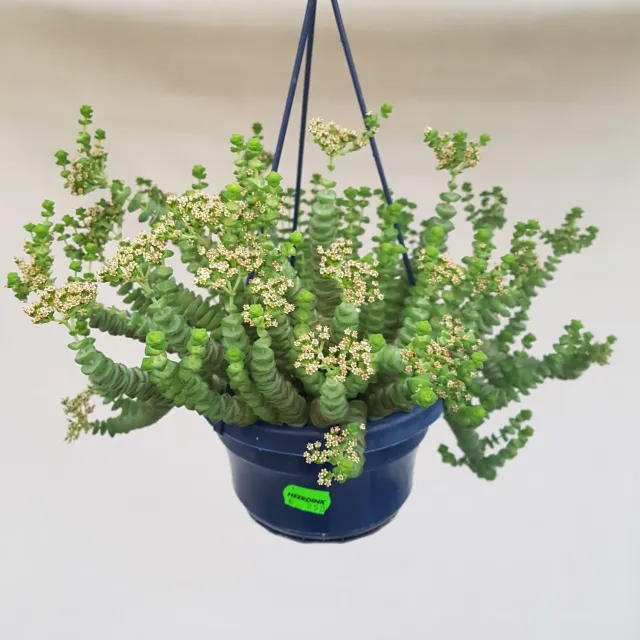 Tuincentrum Heerdink Crassula marnieriana Hottentot hangplant