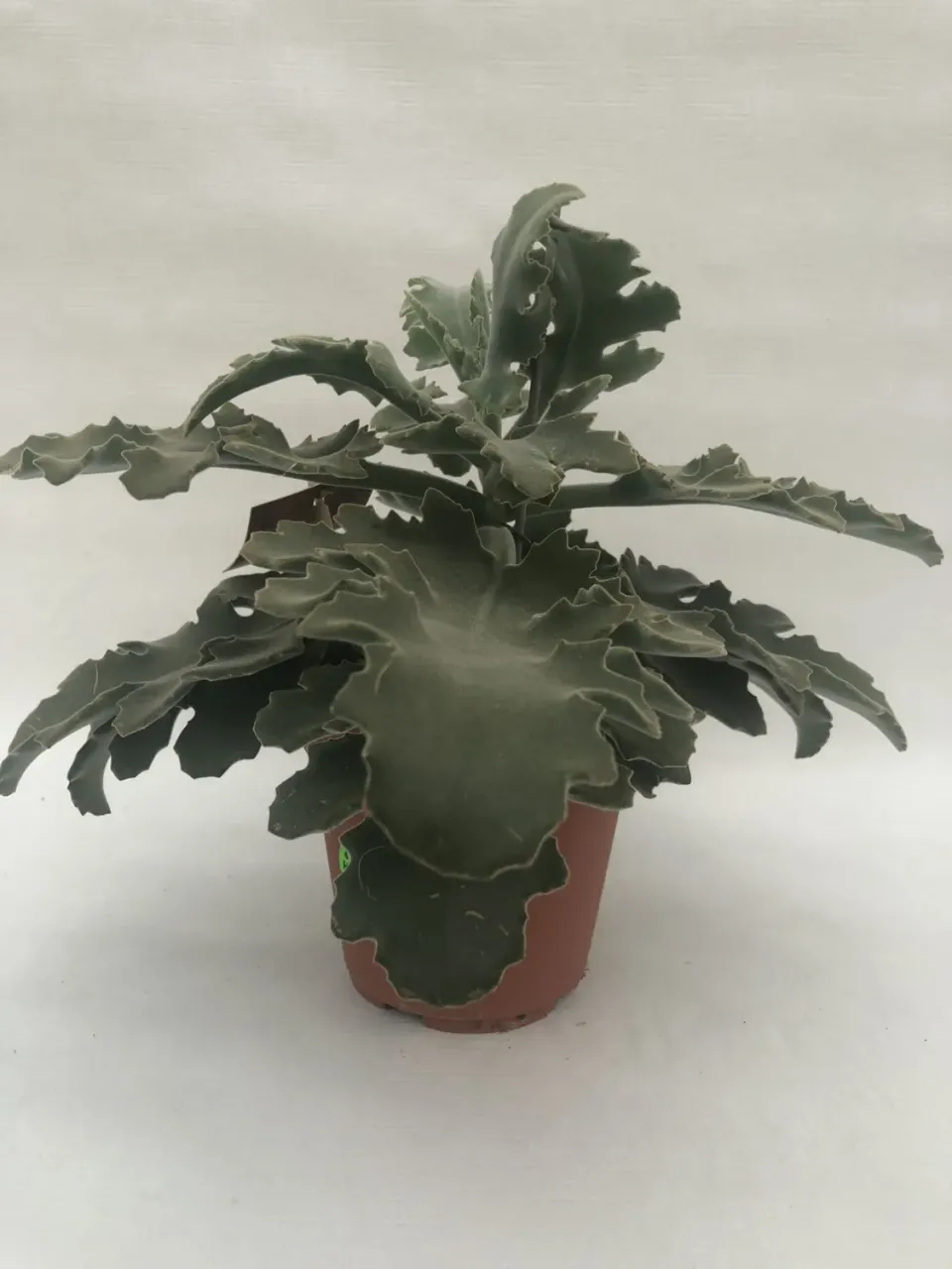 Kalanchoe beharensis plant zilver blad