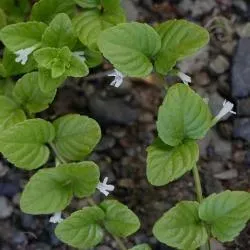 The Natural World Clinopodium douglasii muntplant P9